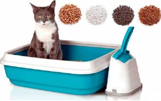 Как выбрать кошачий наполнитель для туалета