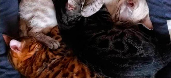 Разновидности окрасов бенгальских кошек с фотографиями