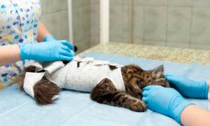 Попона (бандаж) для кошки после операции: как сшить самостоятельно и правильно завязать