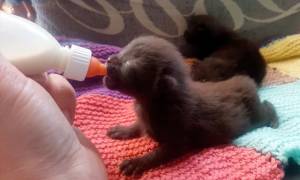 Как кормить новорожденного котенка без кошки