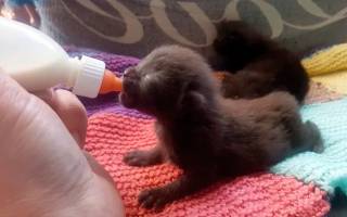 Как кормить новорожденного котенка без кошки