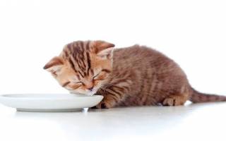Чем кормить котят в 1 месяц