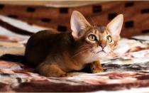 Абиссинская кошка – домашняя версия пумы