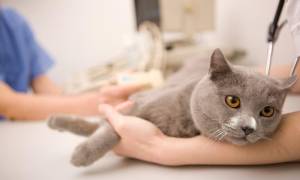 Возможные осложнения в восстановительный период после стерилизации кошек