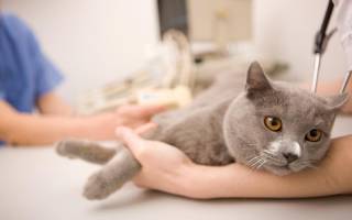Возможные осложнения в восстановительный период после стерилизации кошек