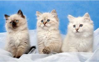 Невская маскарадная кошка – голубоглазый сибиряк в «маске»