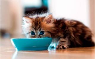 Как и чем кормить котенка в 2 месяца