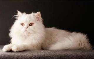 Персидская кошка: фото и описание породы