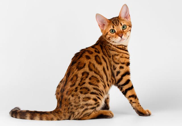 Бенгальская кошка: описание породы, характер, фото и видео