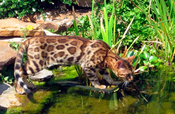 Бенгальский кот на природе