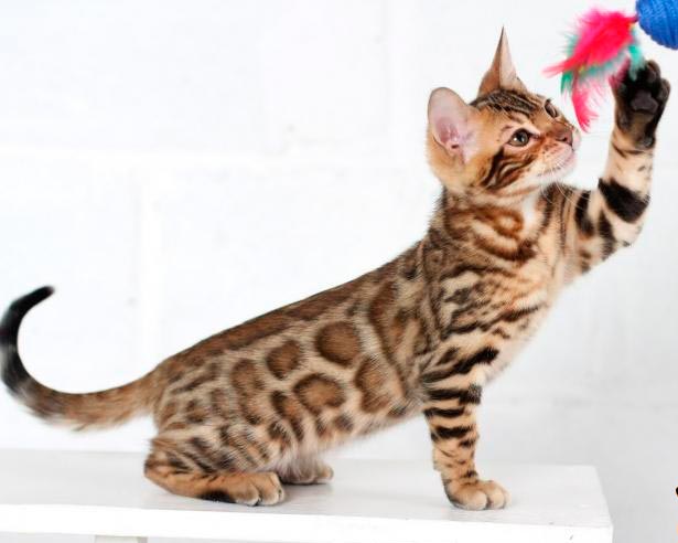 Бенгальская кошка играет с игрушкой