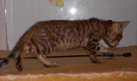 Бенгальский котенок в 1,5 месяца