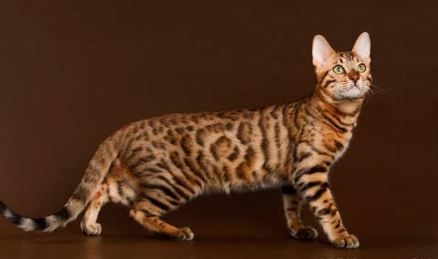 Бенгальский котенок в 9 месяцев