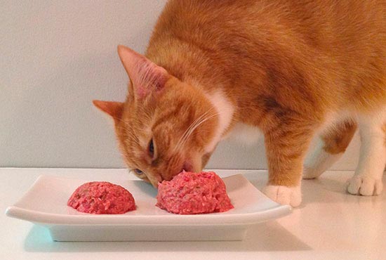Кот ест мясной паштет