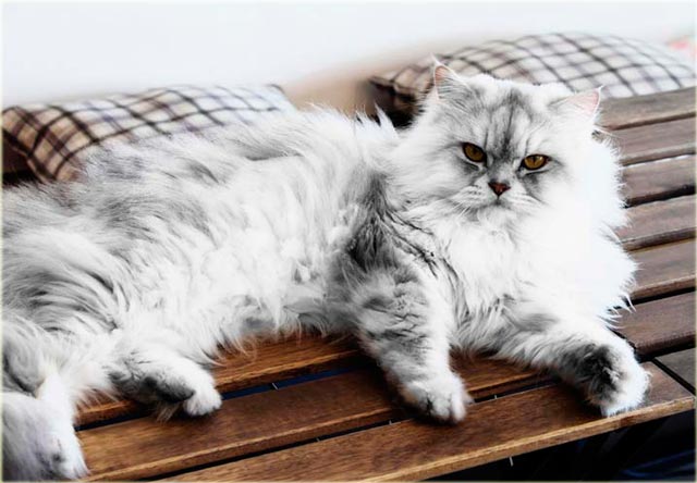 Персидская порода кошек: фотографии, описание породы, характер, здоровье