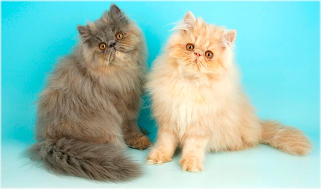 Персидские кошки фото