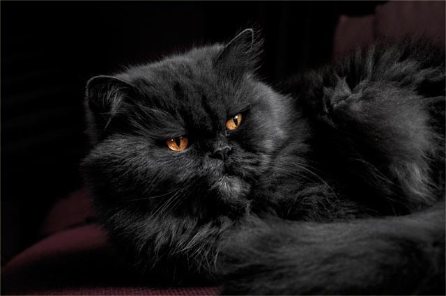 Черный персидский кот