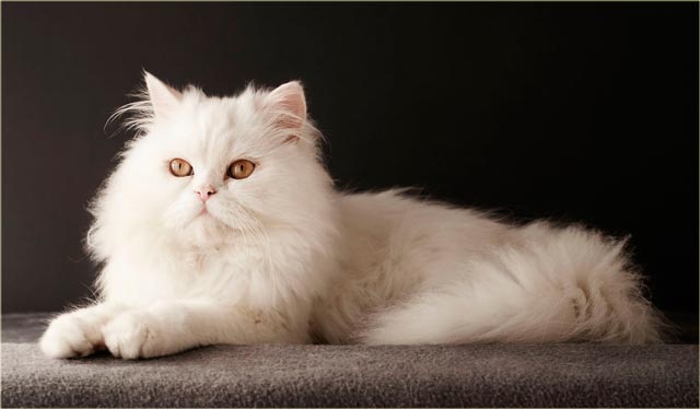 Белая персидская кошка фото