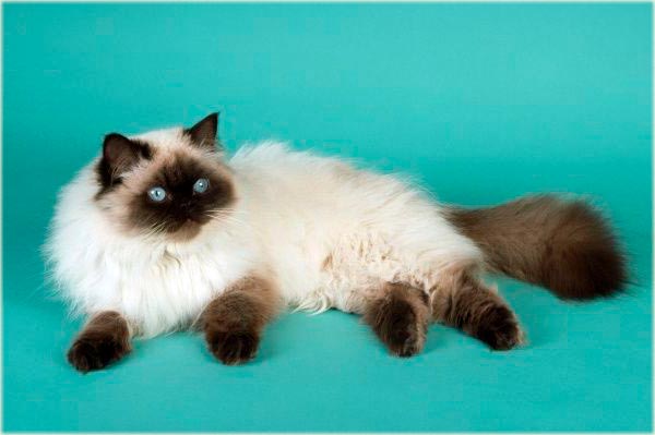 Шоколадная персидская кошка