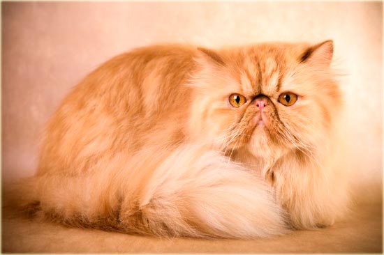 Рыжий персидский кот экстремальный фото