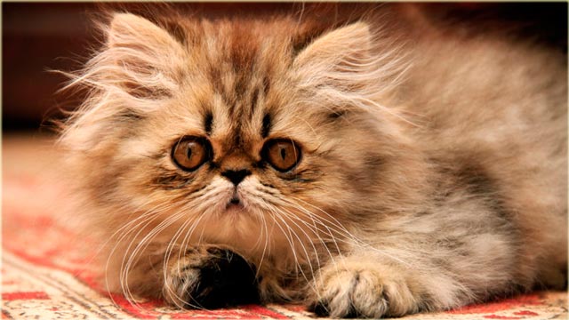 Фото персидского котенка