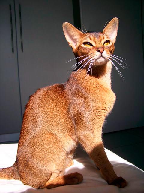 абиссинская кошка характер минусы