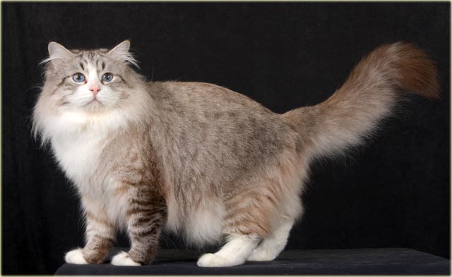 Сибирская кошка описание породы