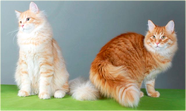Окрасы сибирских кошек