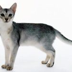 Абиссинская голубая кошка фото