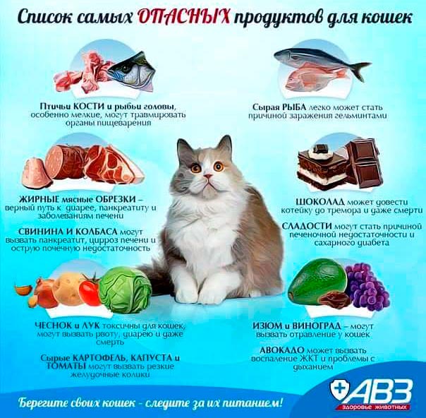 Запрещенные продукты для кошек