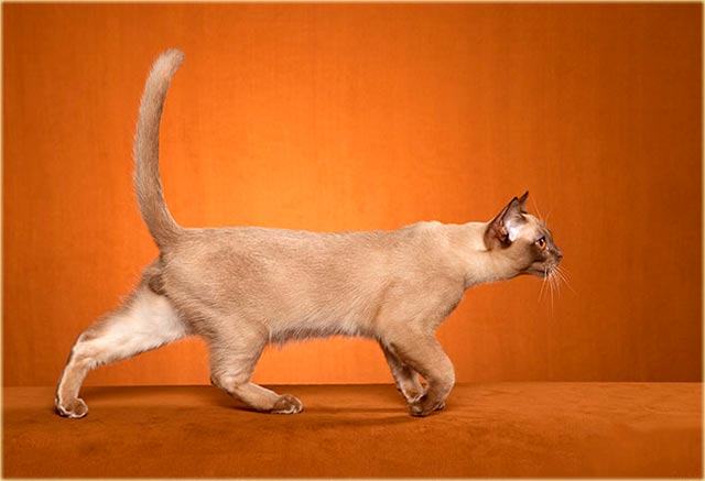 Европейская бурманская кошка фото