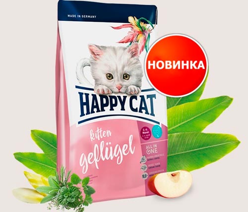 Happy-Cat-Supreme-Kitten