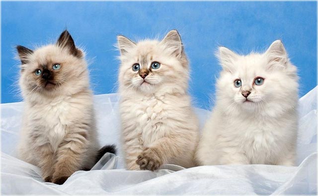 кошки породы невская маскарадная фото отзывы