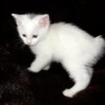 Курильский котенок белый фото