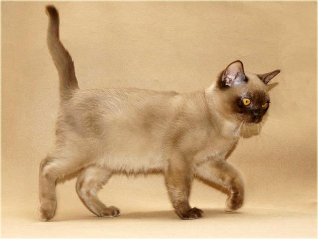 Американская бурманская кошка фото