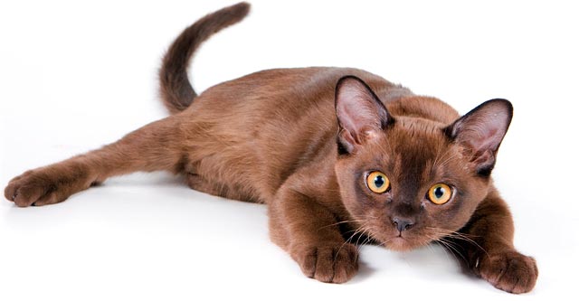 Бурманская кошка соболиного окраса фото