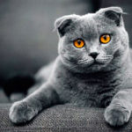 Шотландская вислоухая кошка фото